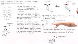 Heme Group of Hemoglobin and Myoglobin [upl. by Ahsie800]