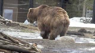 1000 lb grizzly testing bear resistant dry box [upl. by Henni]