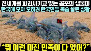 전세계를 파괴시키고 있는 공포의 생물이 한국에 오자 오히려 한국인들 목숨 살린 상황 [upl. by Grath]