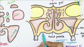 Maxillary Air Sinus Anatomy  Paranasal Air Sinuses  Function  Location  Relations  Blood Supply [upl. by Blaze]