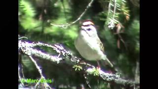 Roitelet à couronne dorée 2Goldencrowned Kinglet [upl. by Worl]