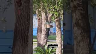 Wild Parakeet Birds in our neighborhood Corpus Christi Texas [upl. by Crespo468]