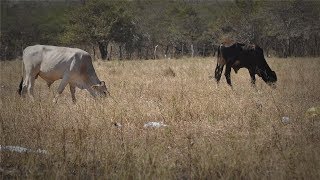 Manejo de un Rancho en Época de Sequía Ep2 Cap 235 [upl. by Dnaleel]