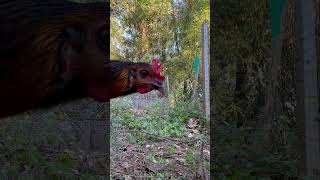 Getting the winter squash in before they see you And new shoes🙆‍♀️ gardening backyardchickens [upl. by Lotsirk]