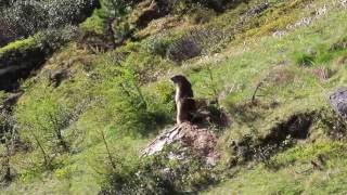 Ecologia e conservazione della marmotta alpina [upl. by Sallad]