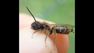 Stylops emerging from Andrena scotica [upl. by Abernon]