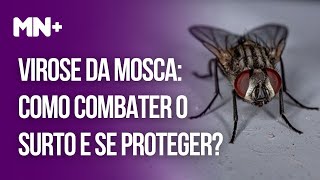 Virose da mosca como combater o surto e se proteger [upl. by Edeline]