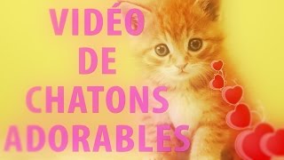 Vidéo de Chatons Adorables [upl. by Erual442]