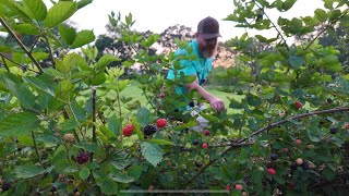 Grow Big Beautiful Blackberries [upl. by Akeret]