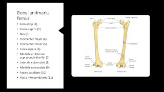 Anatomie knie art genus [upl. by Akerue]