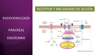 Endocrinología Páncreas endócrino [upl. by Stoeber143]