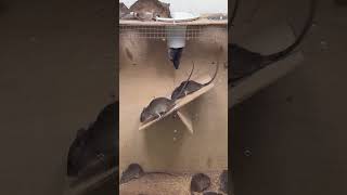 Easy mouse trapgood rat trap at home [upl. by Tamis420]