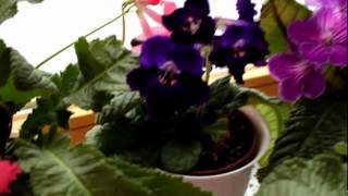 Meine Streptocarpus 062012 [upl. by Heng26]