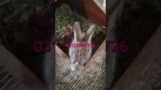 Mughal Rabbit Farming in Rawalpindi Brown angora rabbit ky baby after 23 days [upl. by Znieh]