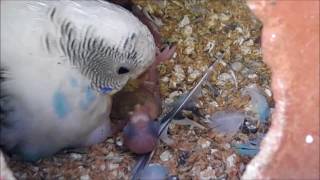 Parakeet feeding their babiesBudgies feeding babies [upl. by Weinman]