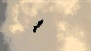 EagleMatingRitualwmv [upl. by Perot]