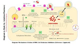 HMG CoA Reductase Inhibitors  Statins Mechanism of Action  Statins  Antihyperlipidemic Drugs [upl. by Karena]