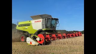 Høst 2024 Langelund maskinstation Skovsminde Claas Lexion 780TT [upl. by Merline]