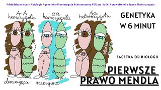 Pierwsze Prawo Mendla  Krzyżówka Mendla  Genetyka  Darmowe Korepetycje z Biologii [upl. by Jotham44]