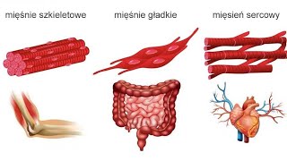 TKANKA MIĘŚNIOWA  mięśnie gładkie  poprzecznie prażkowanekanalik T triadadiadahistologia [upl. by Travers]