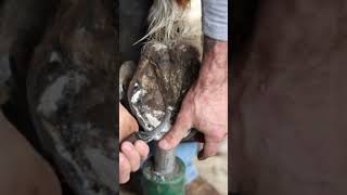 Satisfying Hoof Restoration shorts farrier satisfying asmr [upl. by Punke]