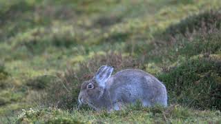 Mountain Hare Scotland having a quick meal [upl. by Ahsikyt]