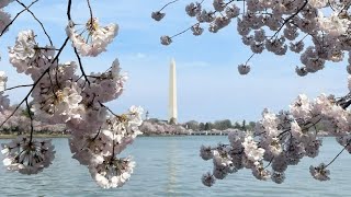 WATCH LIVE Peak Bloom 🌸 at the Tidal Basin [upl. by Hime]