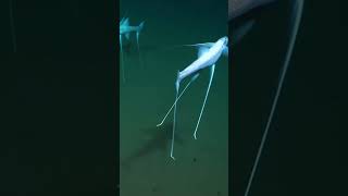 The tripod fish is a deepsea creature that stands on the ocean floor using three long fins [upl. by Mcneil845]