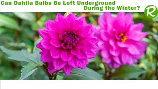 Can Dahlia Bulbs Be Left Underground During the Winter [upl. by Marshall]