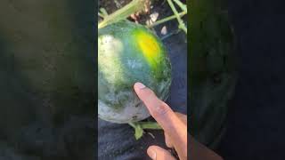 How to Tell Watermelon is Ripe amp Sweet 🍉🤤 watermelon viral trend [upl. by Birchard]