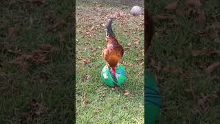 Rooster show his football skill on Ground  🙃😜 funny viralshort viralvideo rooster football [upl. by Charie]