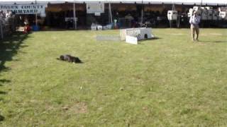 Border Collie herding demonstration [upl. by Nemad]