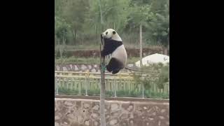 Panda climbing tree and Fall down cute panda climbing falldown [upl. by Maye]