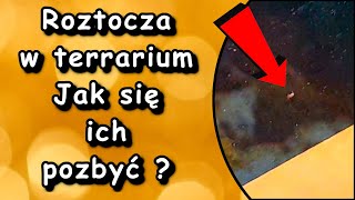 Roztocza jak sobie z nimi poradzić i czy faktycznie jest się czego bać 😱😱😱😱 [upl. by Ecidna]