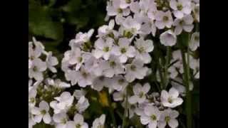 Edible Plants Hairy Bittercressamp Cuckoo Flower [upl. by Yirinec492]