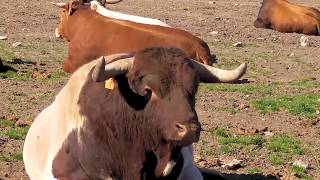 Toros Bravos Como viven entre la naturaleza en Ganadería El Pilar [upl. by Lisette]