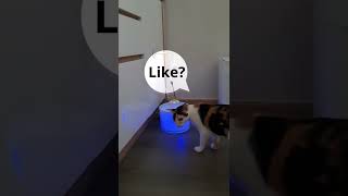 Smart cat water fountain  Your cat gonna love it [upl. by Aidua]