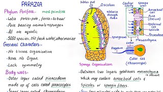 Phylum Porifera  subkingdom parazoa  general characteristics  class 11 [upl. by Maren73]