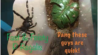 Feeding my P Regalis Plus a threat pose [upl. by Purvis]