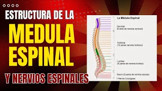 ✔RESUMEN DE LA ESTRUCTURA DE LA MEDULA ESPINAL Y NERVIOS ESPINALES  ANATOMIA👌 [upl. by Deni]