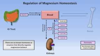 Magnesium Disorders [upl. by Tiphanie]