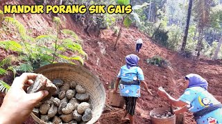 UPDATE HARGA PORANG  WAKTUNYA TANAM PORANG UMBI BELAH [upl. by Hackney]