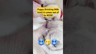 Heartwarm Moment ♥️♥️ Puppy so Excited drinking milk that it comes out of its nose shorts puppy [upl. by Eah]