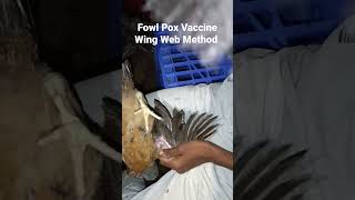 How You Vaccine in Wing Web Method On Fowl Pox Vaccine [upl. by Sanfo784]