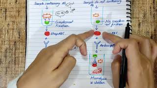 Complement fixation test explained  Principle  Diagram  Flowchart  medicology [upl. by Castorina287]