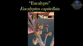 Eucalyptus ID  Eucalyptus capitellata Brown Stringybark [upl. by Lilas]