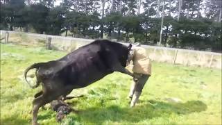 Mother Cow Protects Baby Calf Attacks Dairy Farmer [upl. by Atims110]