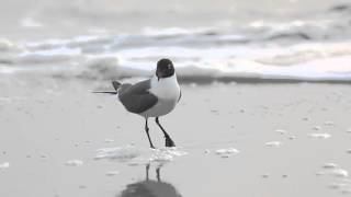 Laughing Gull Call by HD Clip by Sayre Nature [upl. by Drus]