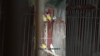 GOULDIAN BLUE BACK AT YELLOW BACK GREEN BACK 09454239090 sendhanamak goloka southgujarat gurai [upl. by Howey]