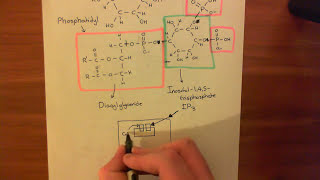 The Phosphoinositide Pathway Part 3 [upl. by Kory]